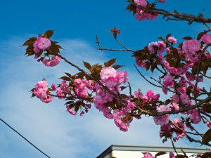 弘恩苑にある八重桜の木